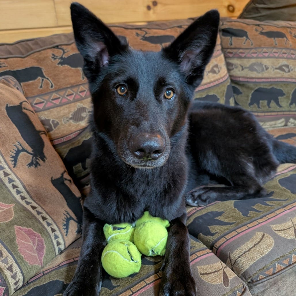 Photo of Zelda, adoptable Shepherd, German in Fairfax Station, Virginia