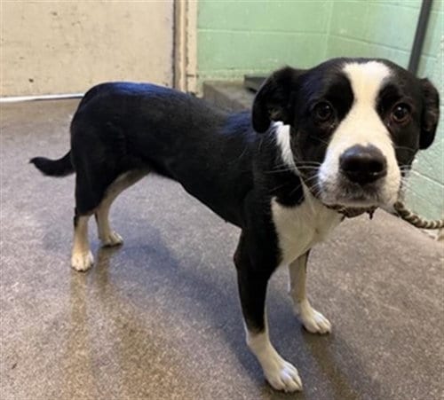 Photo of Branda, adoptable Pit Bull Terrier in Sacramento, California