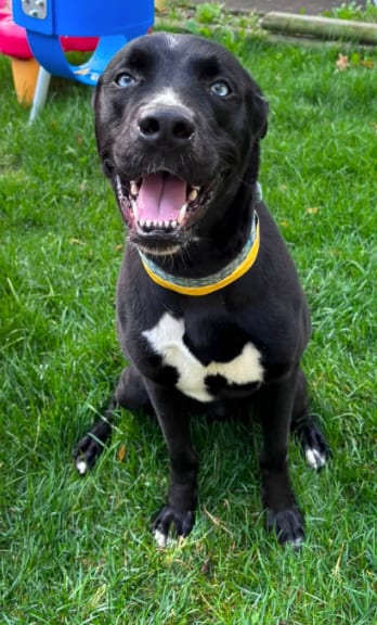 Photo of ZZZzzz_Cubert_Courtesy, adoptable Labrador Retriever in Utica, Michigan