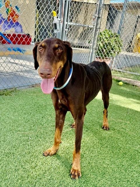 Photo of Sunday, adoptable Doberman Pinscher in Downey, California
