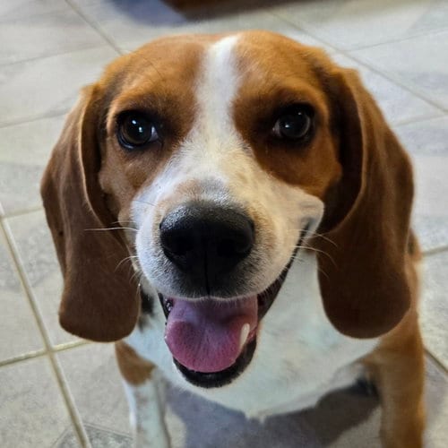 Photo of Mrs McBarkin, adoptable Beagle in Normal, Illinois