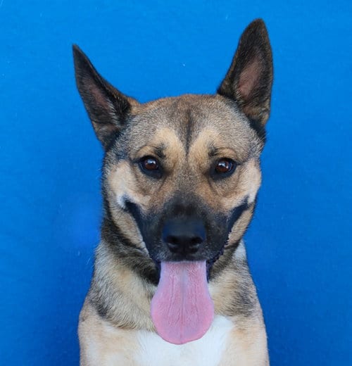 Photo of Buddy, adoptable German Shepherd Dog in Pasadena, California