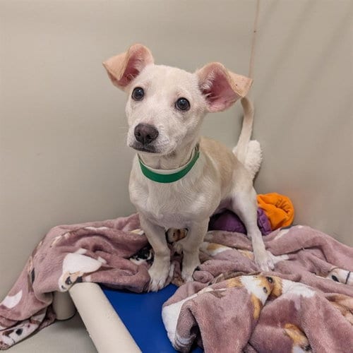 Photo of Sully, adoptable Chihuahua in Mesa, Arizona