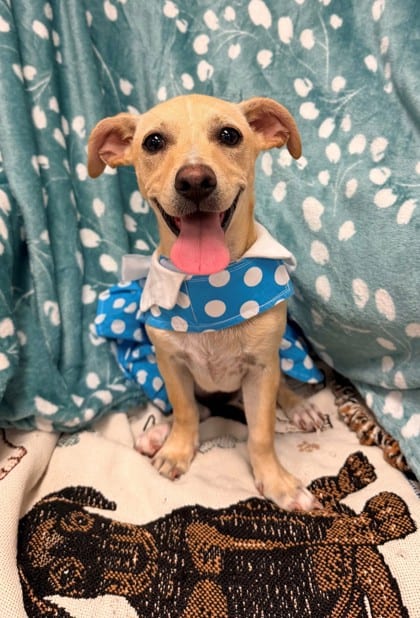 Photo of Mac, adoptable dog in Bakersfield, California