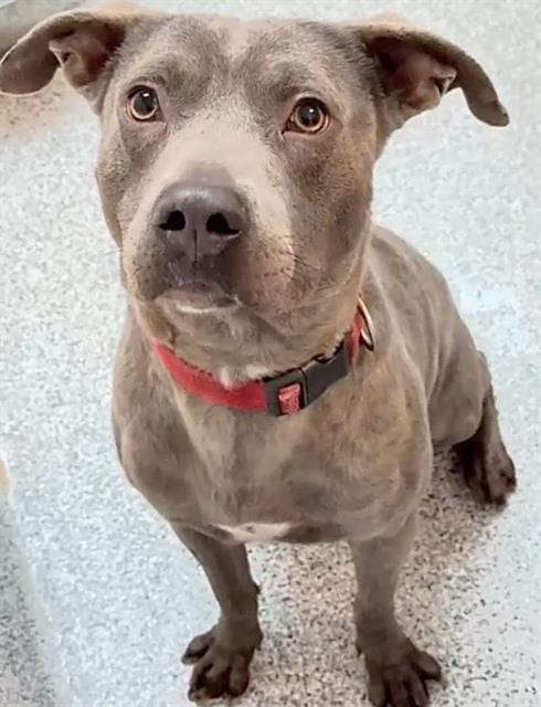 Photo of Dino, adoptable Staffordshire Bull Terrier in Houston, Texas