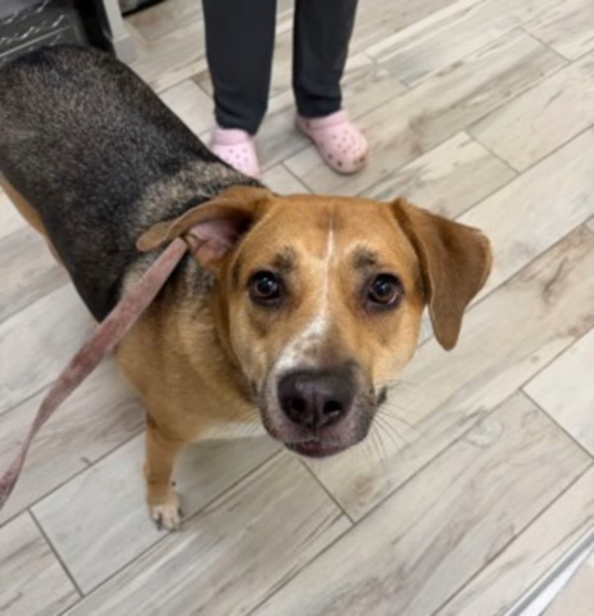 Photo of Wendy, adoptable Golden Retriever/Beagle in Palm City, Florida
