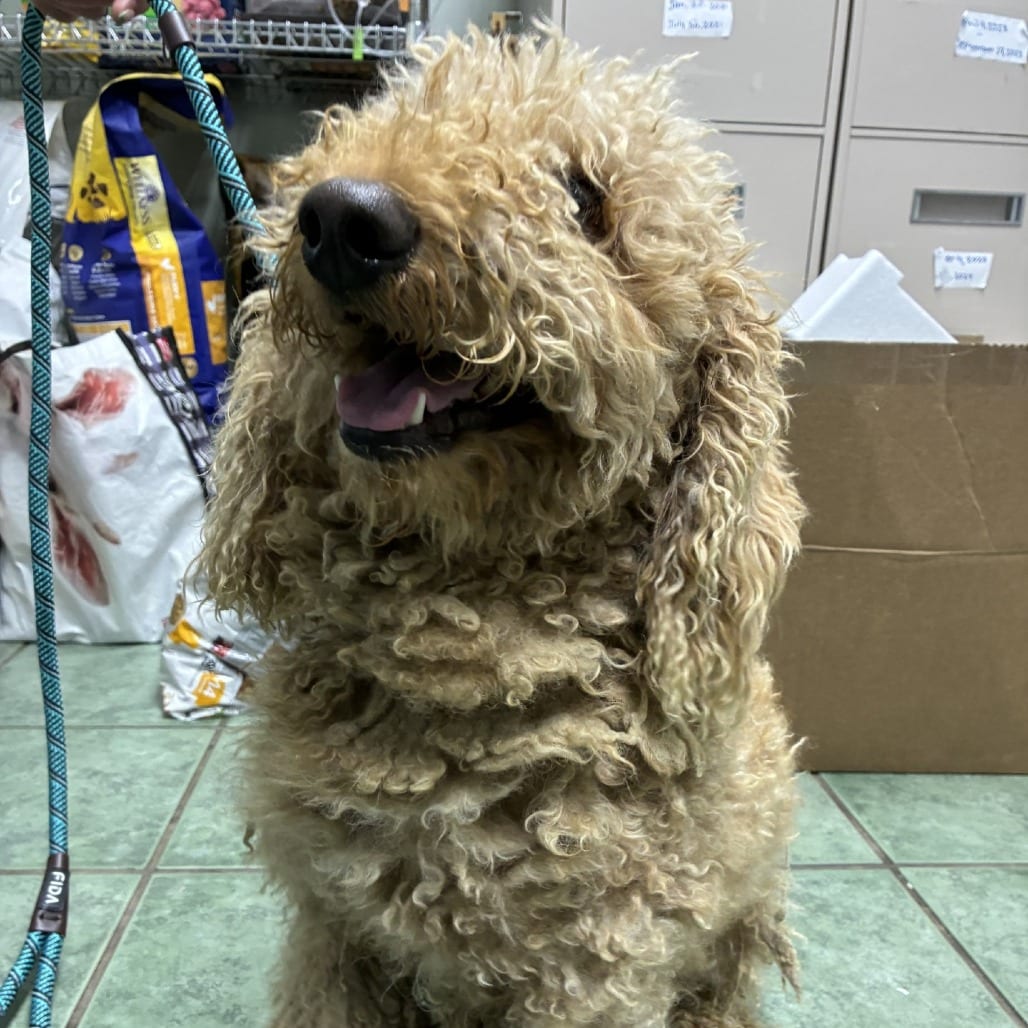 Photo of Rex, adoptable Poodle in Staunton, Virginia