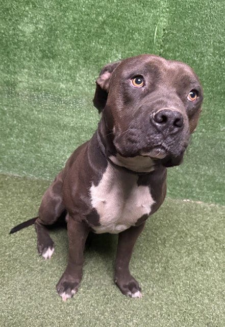 Photo of Jamie, adoptable Pit Bull Terrier in Lancaster, California