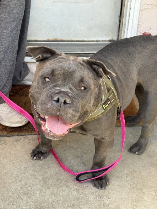 Photo of Abby, adoptable English Bulldog in Berkeley, California