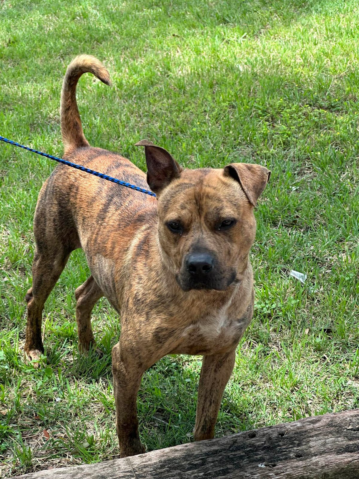Photo of Zeuse, adoptable American Staffordshire Terrier in Kempner, Texas