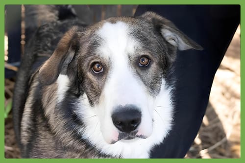 Photo of Merlin, adoptable Siberian Husky in Amherst, Massachusetts