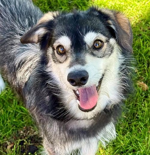 Photo of Roxy Mae, adoptable Whippet in Lodi, California
