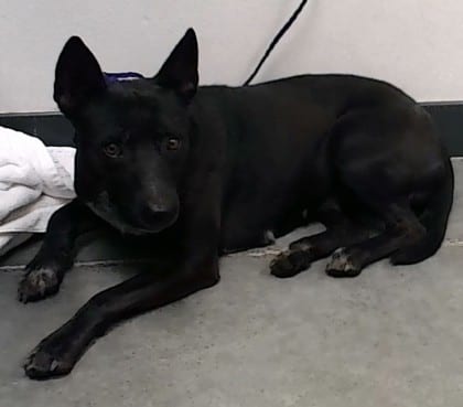 Photo of Mora, adoptable dog in Farmington, New Mexico
