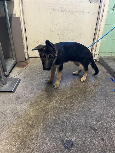 Photo of Jester, adoptable German Shepherd Dog in Sacramento, California