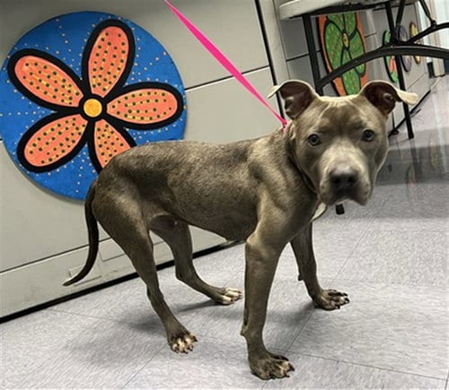 Photo of Bubbles, adoptable Pit Bull Terrier in Baldwin Park, California