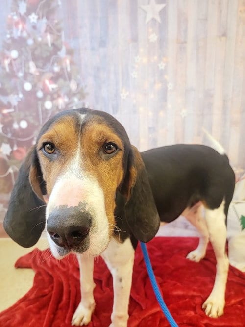Photo of Nicholas, adoptable Treeing Walker Coonhound in 133 Hilltop Rd Sprakers NY 12166, New York