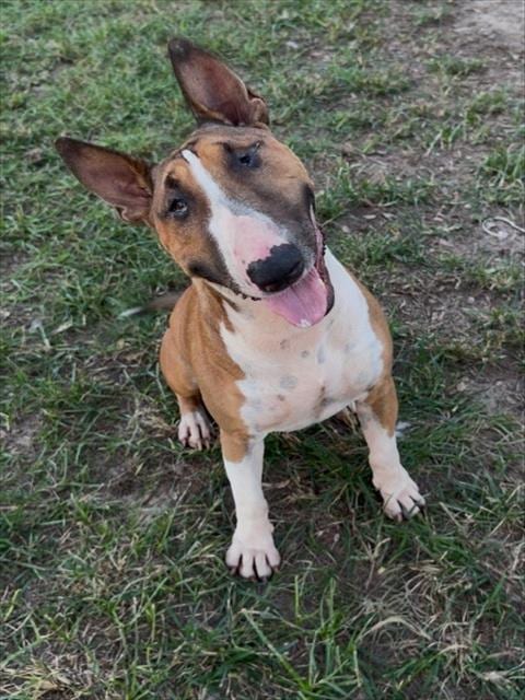 Photo of Echo, adoptable Bull Terrier in Conroe, Texas
