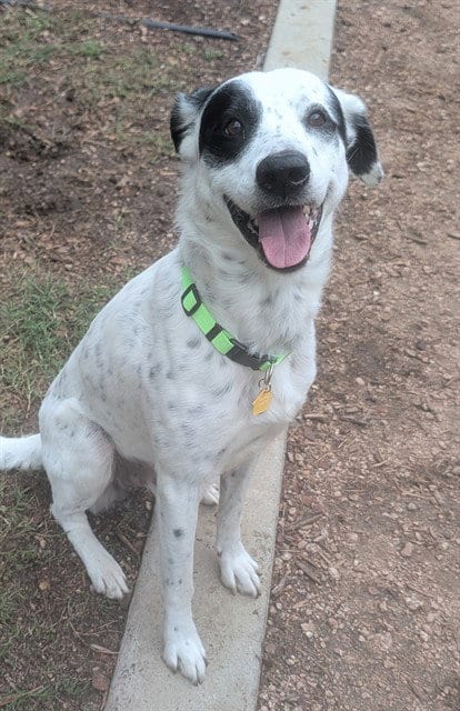Photo of Patches, adoptable Pointer in Plano, Texas