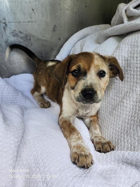 Photo of Rosita, adoptable Labrador Retriever in San Antonio, Texas
