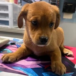Photo of Cara, adoptable Golden Retriever in San Antonio, Texas