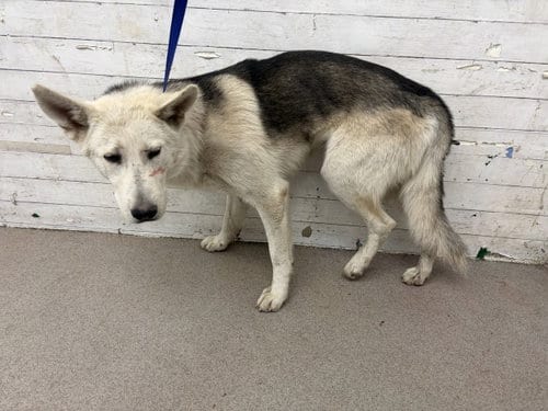 Photo of Dean, adoptable Siberian Husky in San Bernardino, California