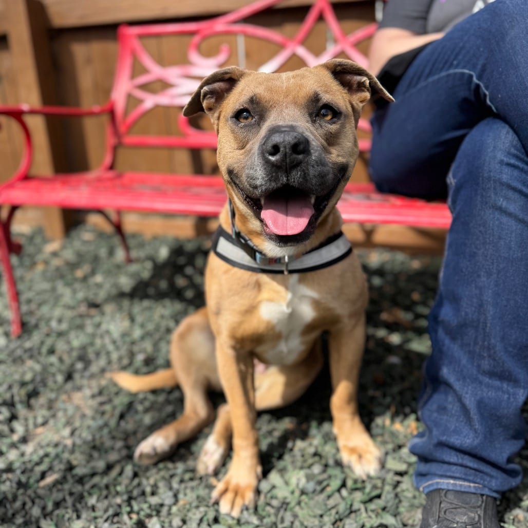 Photo of Seashell, adoptable Mixed Breed (Large) in Decatur, Georgia