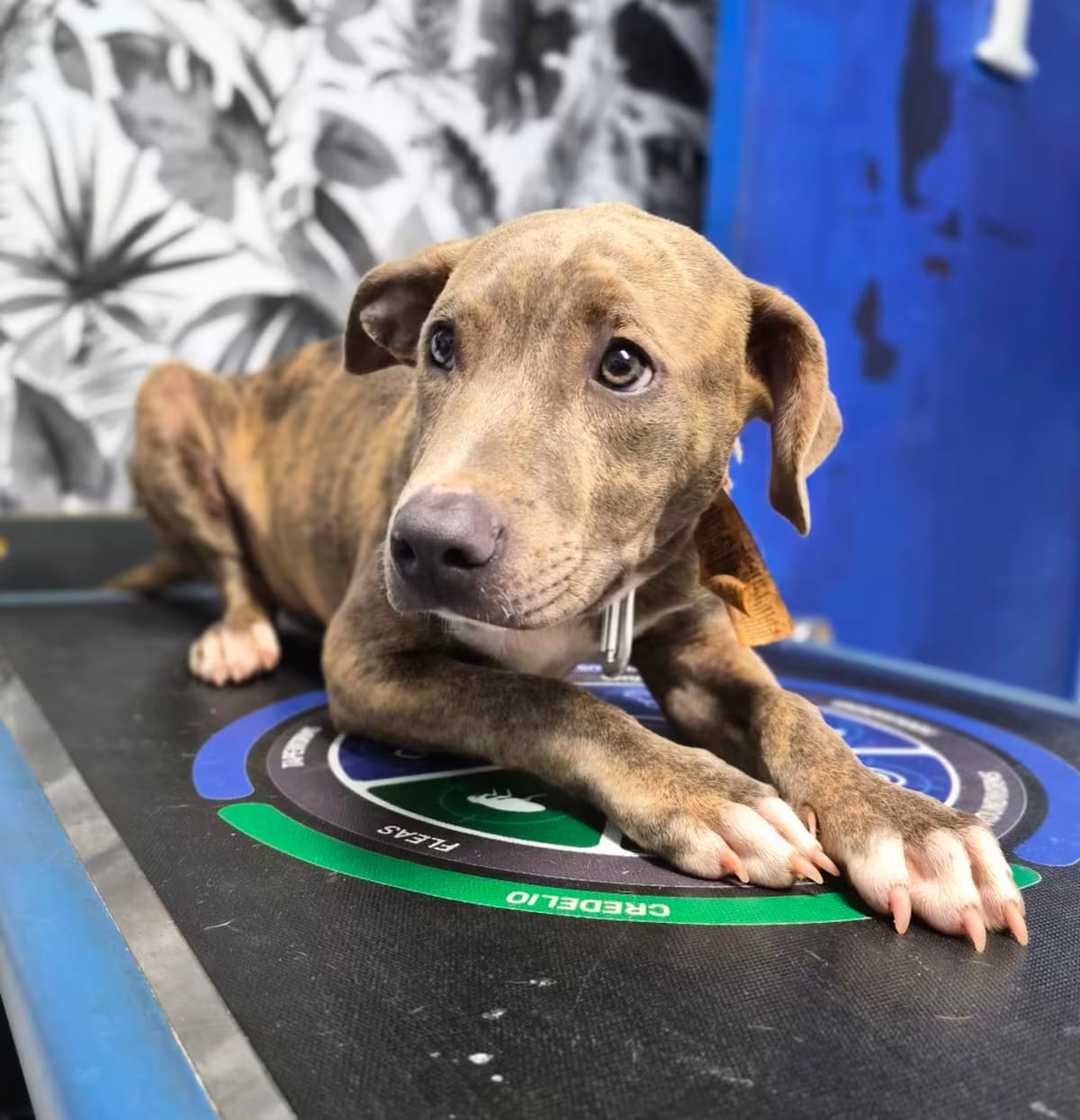 Photo of Zilo, adoptable Rhodesian Ridgeback/Labrador Retriever in Wahiawa, Hawaii