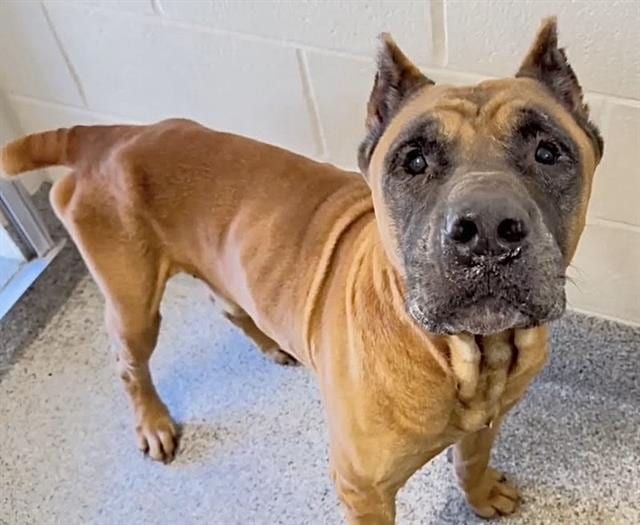 Photo of Enzo, adoptable Mastiff mix in Houston, Texas