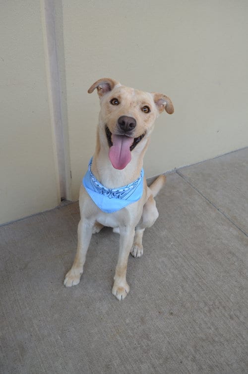 Photo of Orion (In Foster), adoptable Labrador Retriever in McKinney, Texas