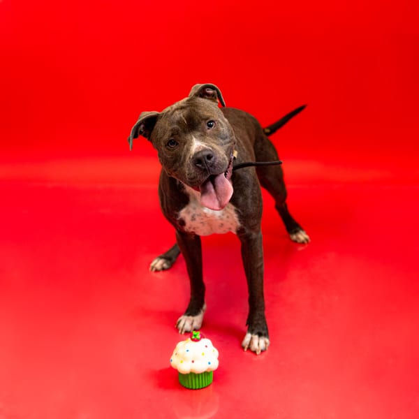 Photo of Glory, adoptable Pit Bull cross in Lawrenceville, Georgia