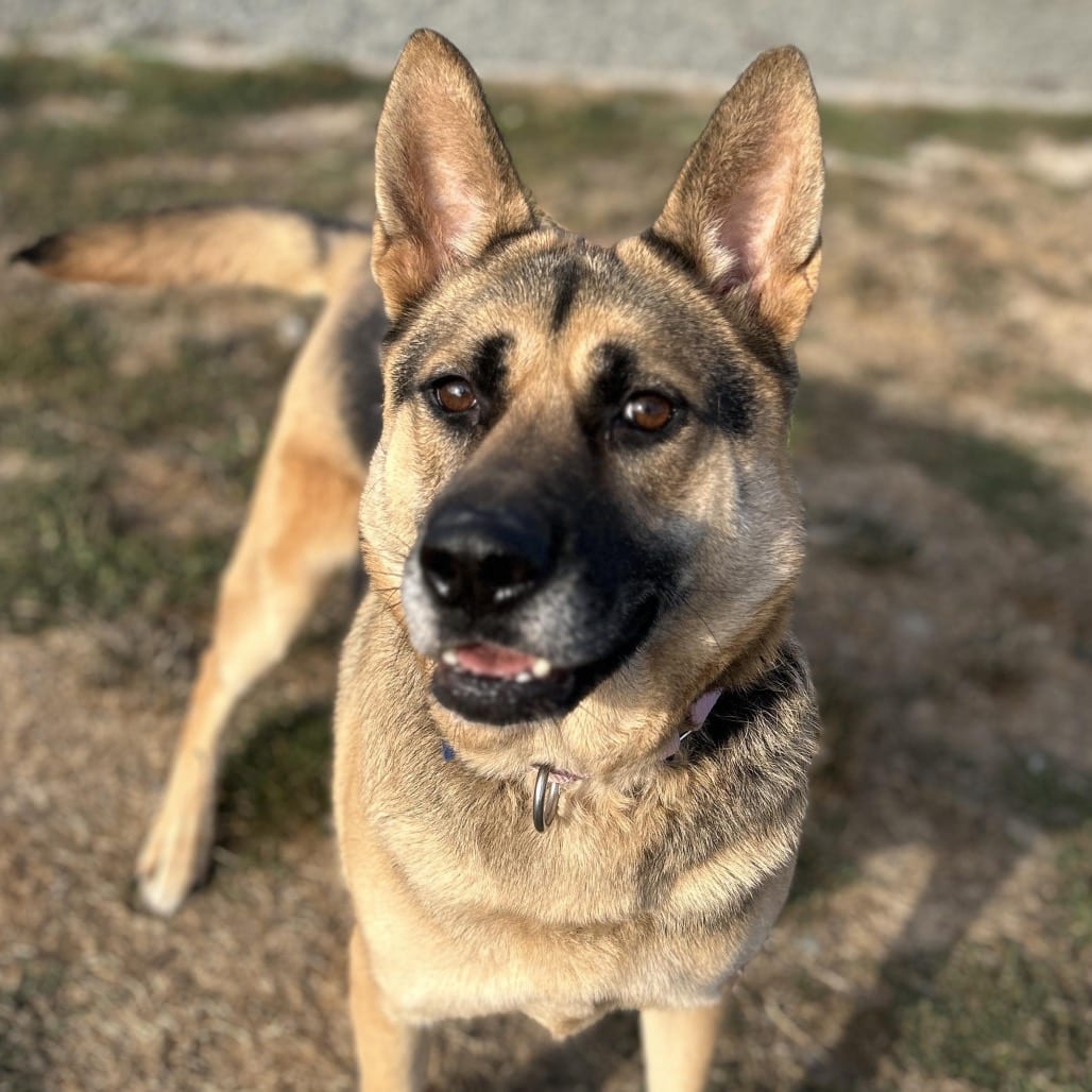 Photo of Chloe, adoptable Shepherd, German in Port Angeles, Washington
