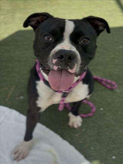 Photo of Romeo, adoptable Boxer in Los Angeles, California