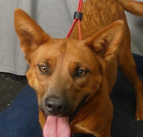 Photo of Jessie, adoptable Australian Cattle Dog/Blue Heeler in Ukiah, California