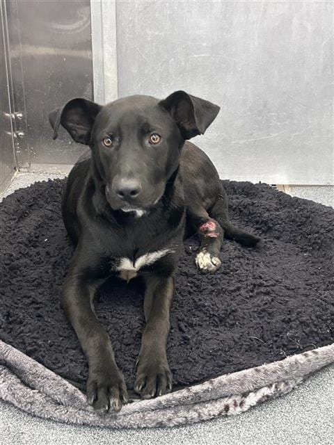 Photo of Val, adoptable Mixed Breed