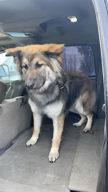 Photo of Hades, adoptable German Shepherd Dog in Fruit Heights, Utah