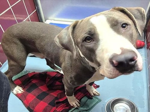 Photo of Canelo, adoptable Staffordshire Bull Terrier in Houston, Texas