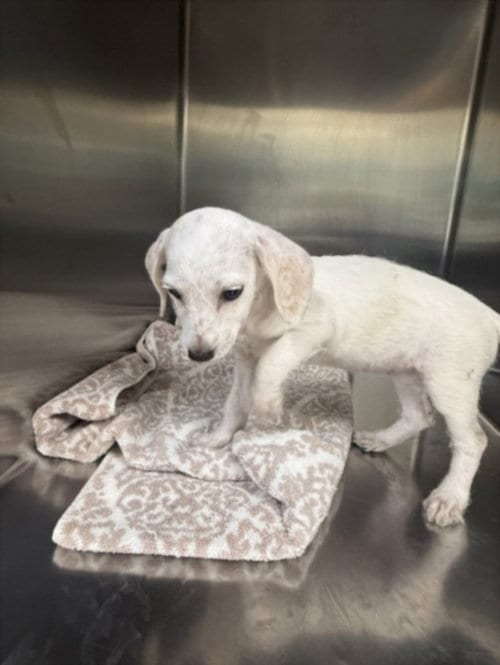 Photo of Snoopy, adoptable Jack Russell Terrier (Parson Russell Terrier) in San Pedro, California
