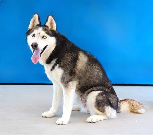 Photo of Bella, adoptable Siberian Husky in Baldwin Park, California