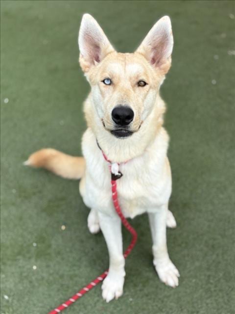 Photo of Laverne, adoptable German Shepherd Dog in Los Angeles, California