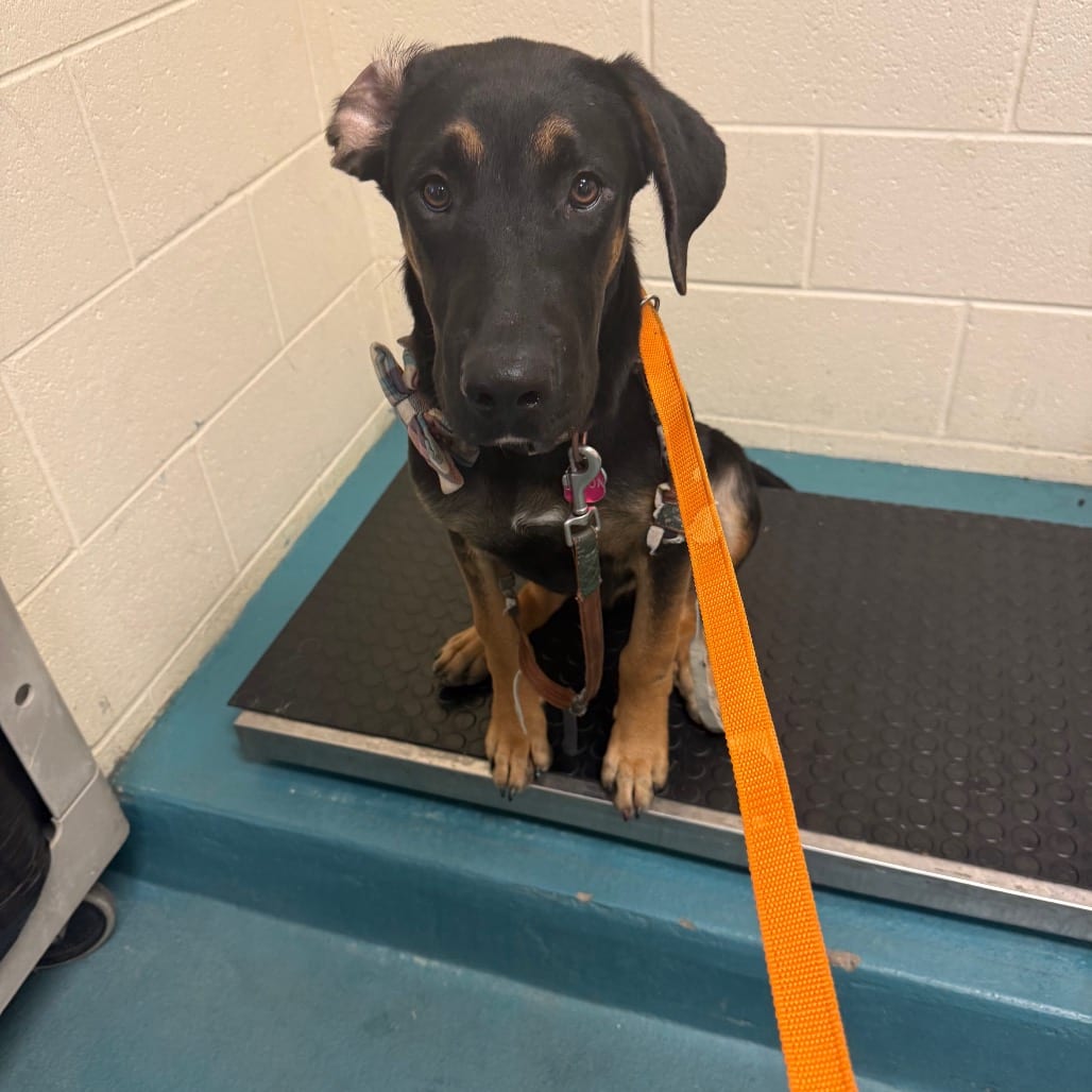 Photo of Jethro, adoptable Mixed Breed (Medium)