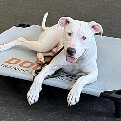 Photo of Simon, adoptable Pit Bull Terrier in Wethersfield, Connecticut