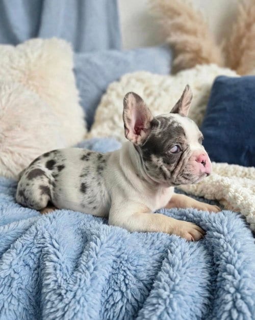 Photo of Whiskey (I'm Blind), adoptable French Bulldog in Newark, Delaware