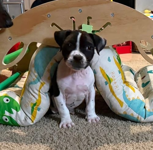 Photo of Merida, adoptable Boxer in OKLAHOMA CITY, Oklahoma