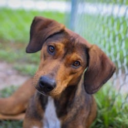 Photo of Buster, adoptable Hound (Unknown Type) in Indiantown, Florida