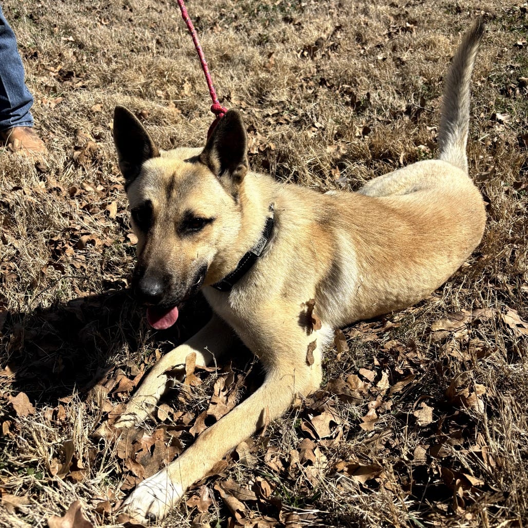 Photo of Colt, adoptable Shepherd / Mix in Weatherford, Texas