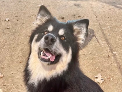 Photo of Teenie, adoptable dog in Georgetown, Texas