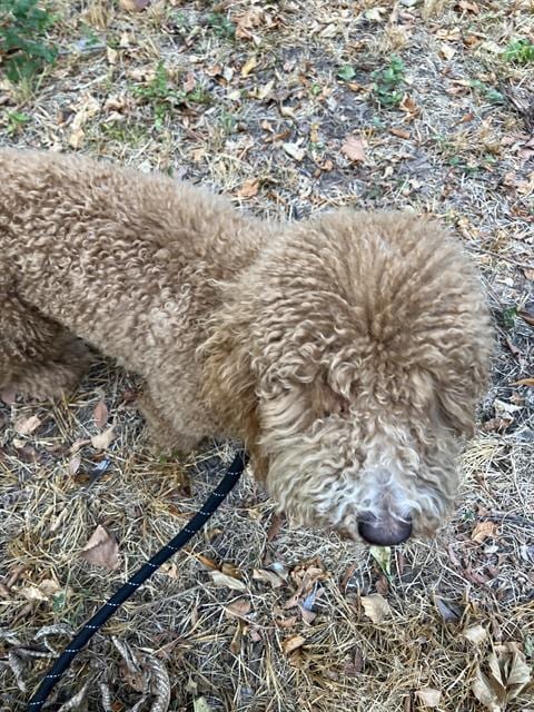 Photo of Robbie, adoptable Poodle (Miniature) in Dallas, Texas