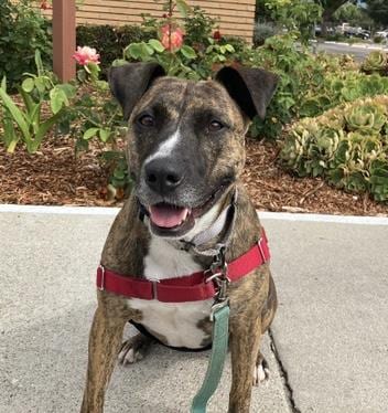 Photo of Margo, adoptable American Staffordshire Terrier in Santa Barbara, California