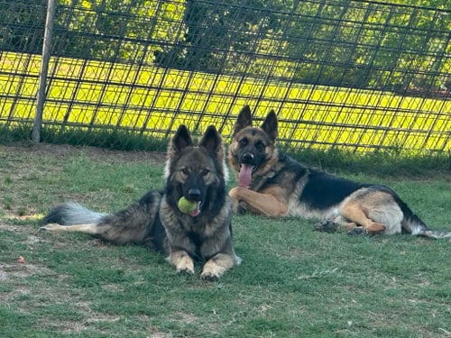 Photo of Teddy Bear, adoptable German Shepherd Dog in La Grange, North Carolina
