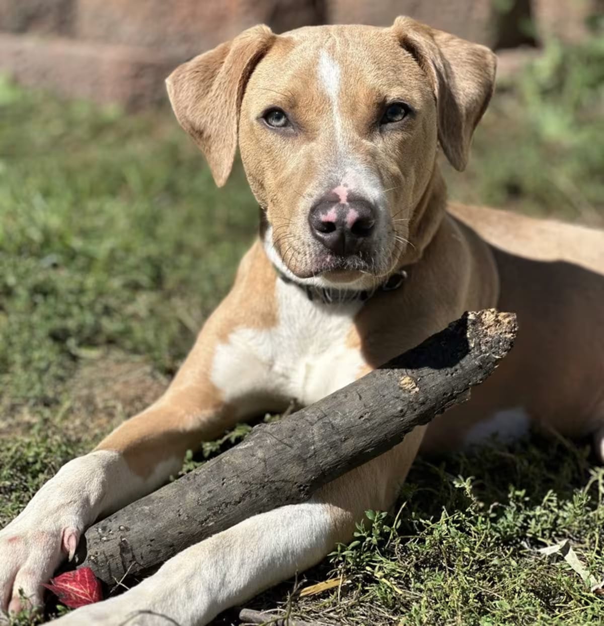 Photo of Ducky, adoptable Beagle/Hound (Unknown Type) in Fairlawn, Ohio